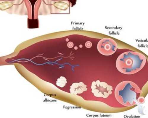 促排卵期可以吃强的松吗，促排卵期间可以吃消炎药吗,代生中介