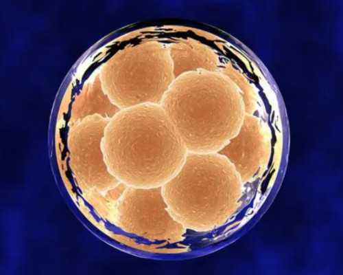 上海试管供卵选择性别,2026排名比拼！上海试管医院哪个好？