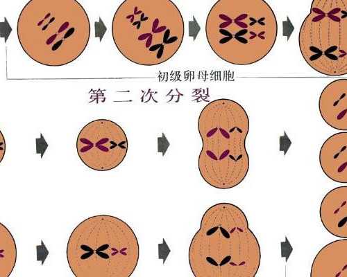 上海供卵专业机构,试管婴儿移植后胚胎停育越来越多，看看上海助孕试管专家
