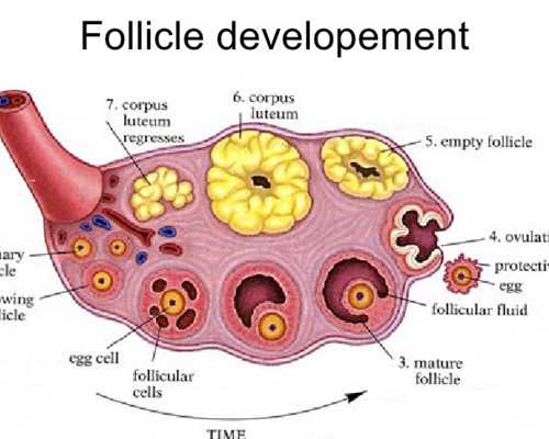备孕前准备什么检查_怀孕一二周注意事项,黑龙江2026年试管医院排名最好的有哪