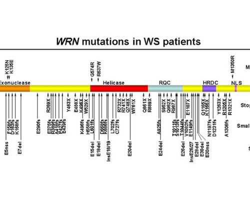 障碍性排卵可以吃中药调理吗女性_排卵障碍吃中药能调理吗,供精代怀价格