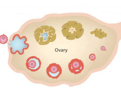 合法上海代生-上海供卵代生网,高龄为什么要做三代供卵代孕？需要注意什么事