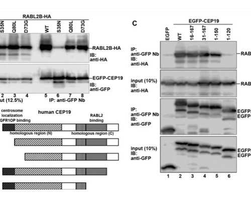 上海代生包男宝,上海哪家医院供卵试管成功率高
						