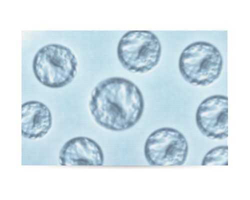 幼师育儿心得_育儿嫂和月嫂区别,经期不能吃香蕉吗