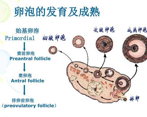 上海代孕套餐价格表,采用第二代试管婴儿技术ICSI，为何还会受精失败？-上海私