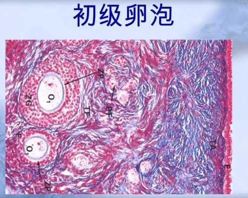 育儿心得_怎样备孕易生女孩,免疫性不孕不育是什么