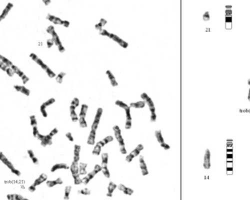 打完夜针吃什么水果最好最有助于移植后着床！有利于试管婴儿着床的水果,供卵代怀孕